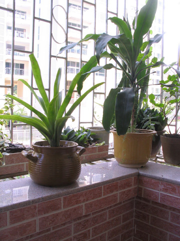 种上绿色植物，放在阳台上啦。